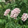 VALERIAN ESSENCE